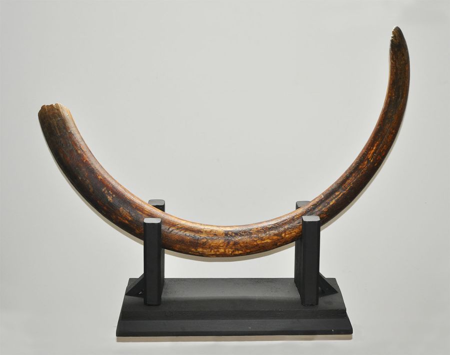 Geological Rare Mammoth Tusk
