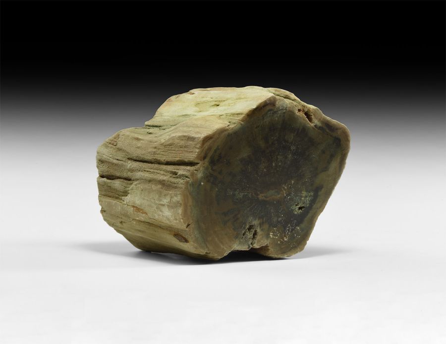 British Fossilised Wood Section