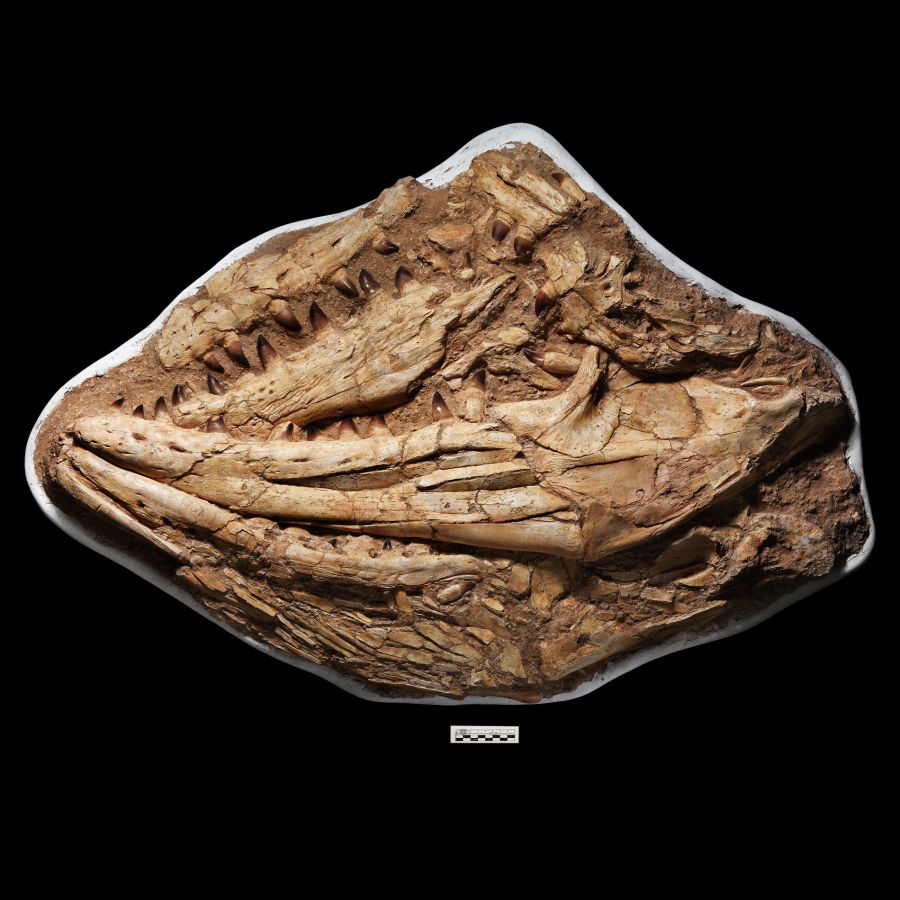Enormous Fossil Mosasaur 'Marine Dinosaur' Skull