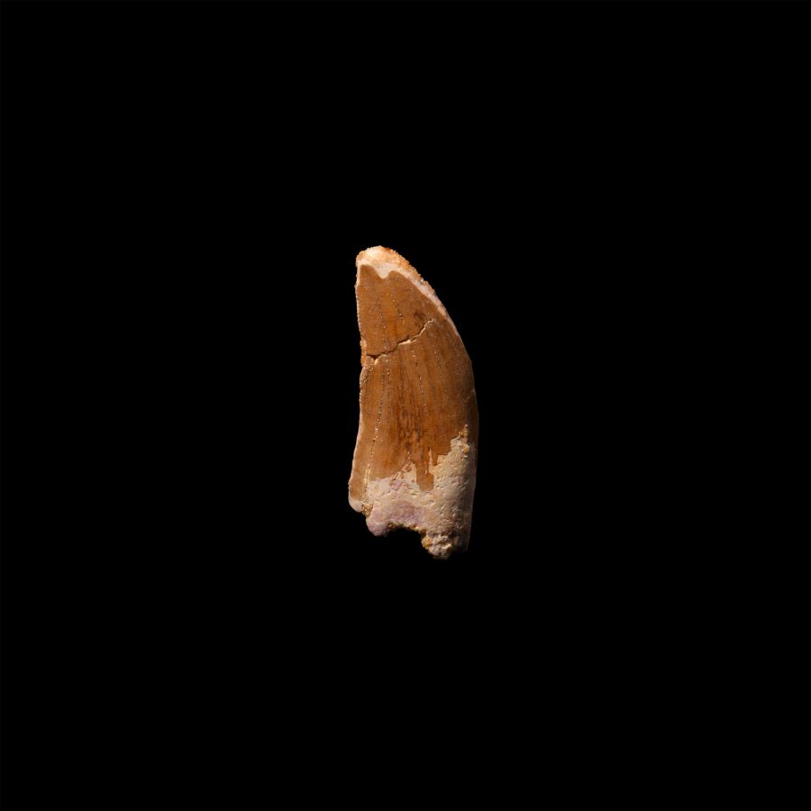 Natural History - Bahariasaurus Dinosaur Fossil Tooth