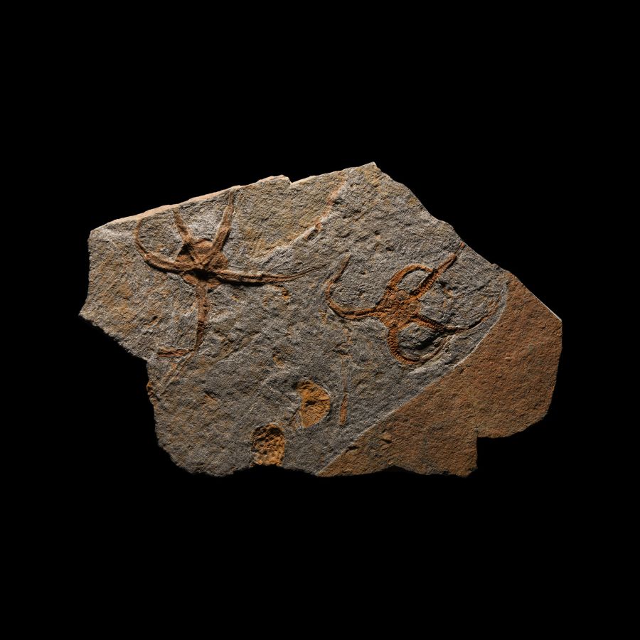Natural History - Fossil Starfish in Matrix