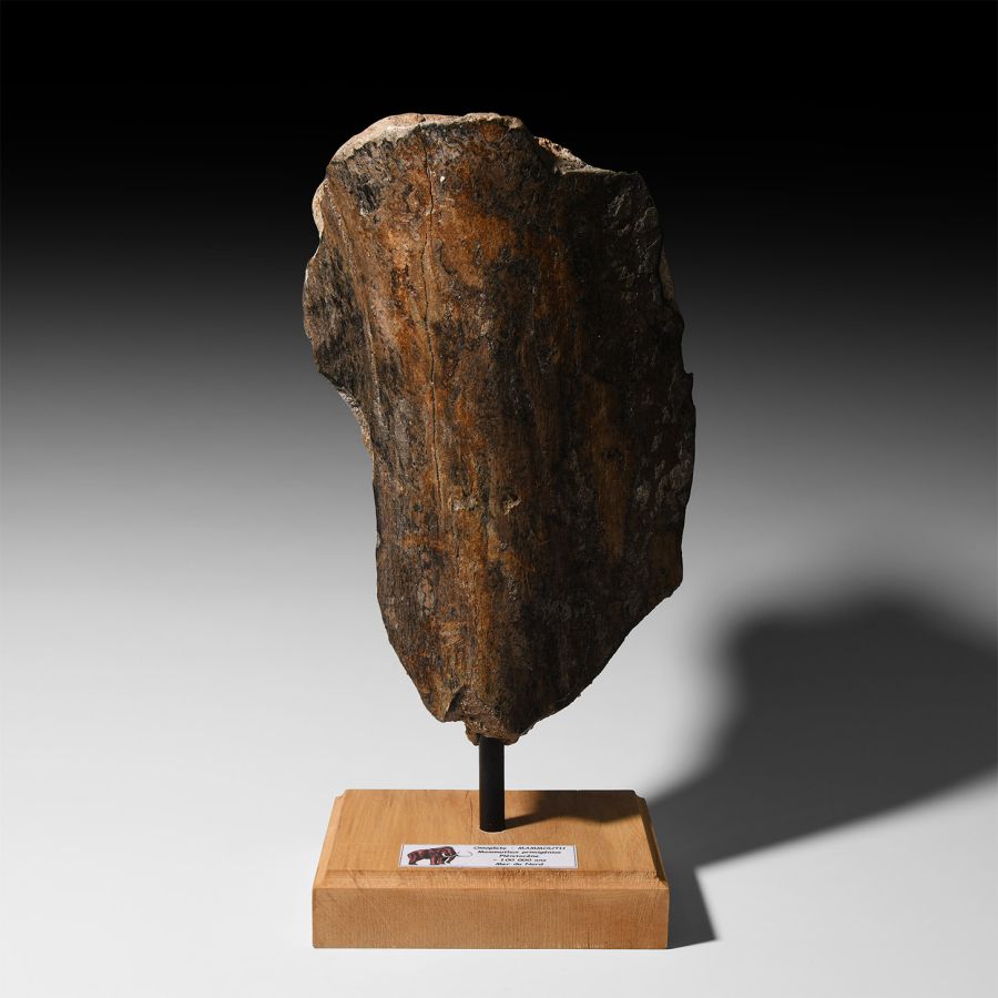 Natural History - Large Mammoth Bone Display