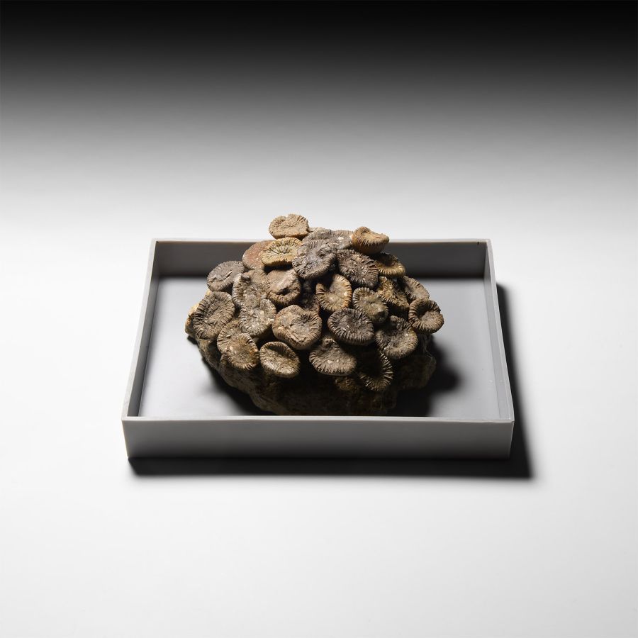 Trochocyathus Fossil Display