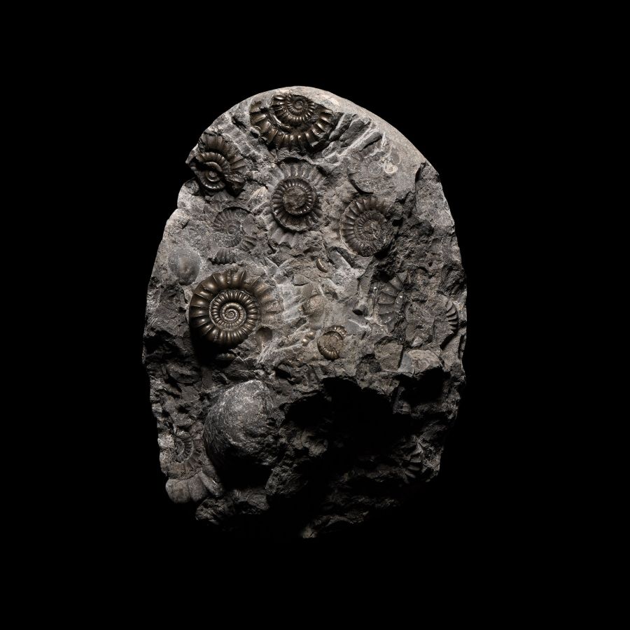 Natural History - 'Whitby' Fossil Ammonites in Matrix