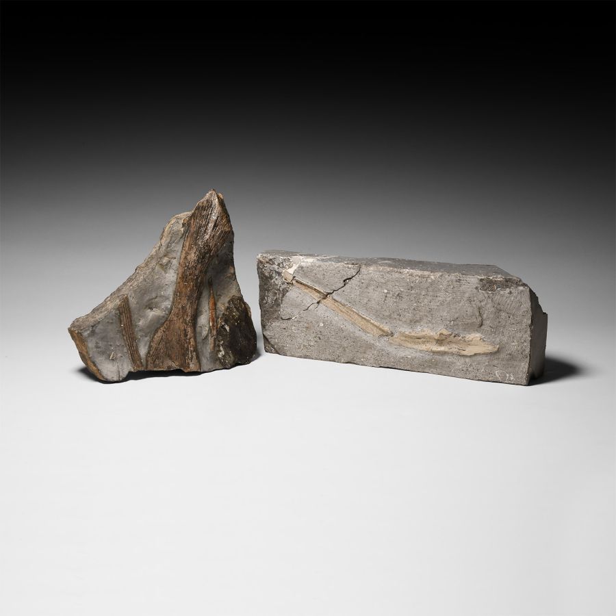 Natural History - Jurassic Coast Fossil Bone Group