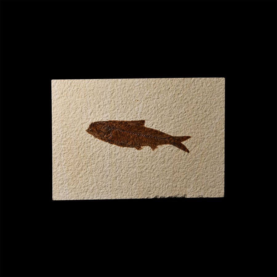 Natural History - Knightia Fossil Fish