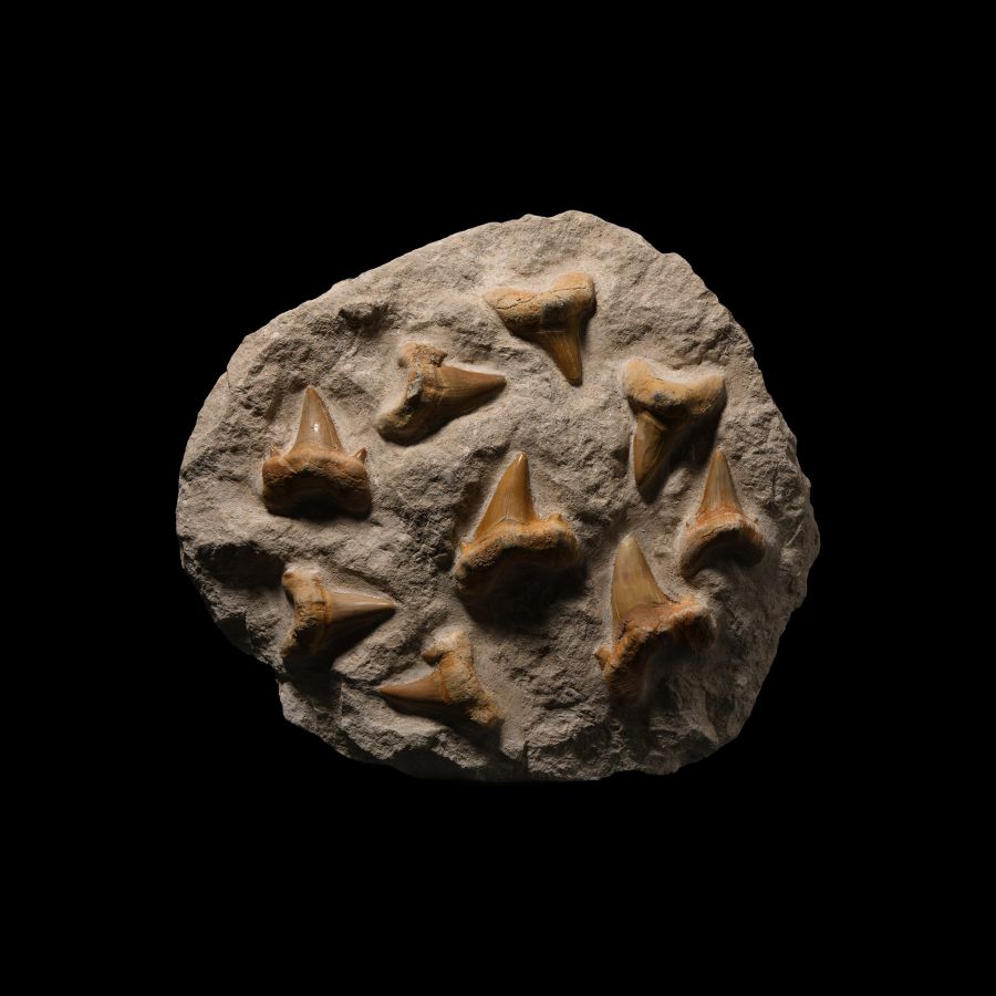 Natural History - Otodus Fossil Shark's Teeth in Large Matrix