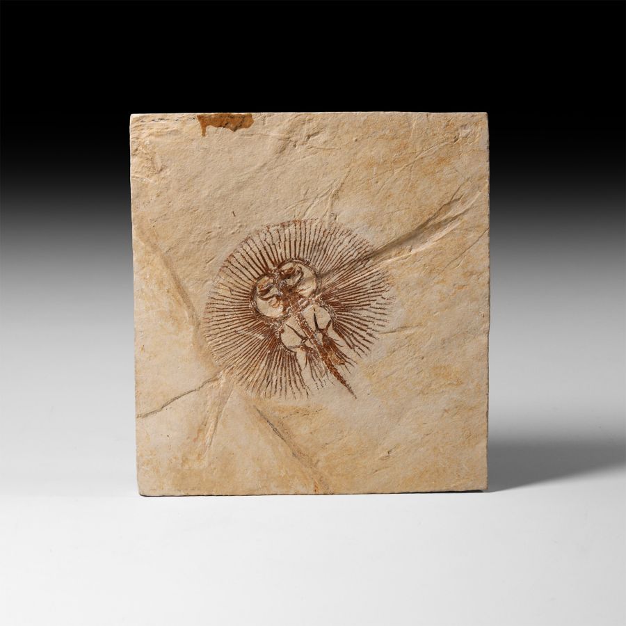 Natural History - Fossil Stingray in Matrix