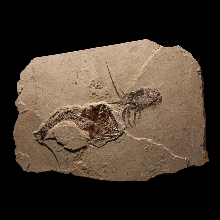 Natural History - Fossil Fish and Lobster in Matrix