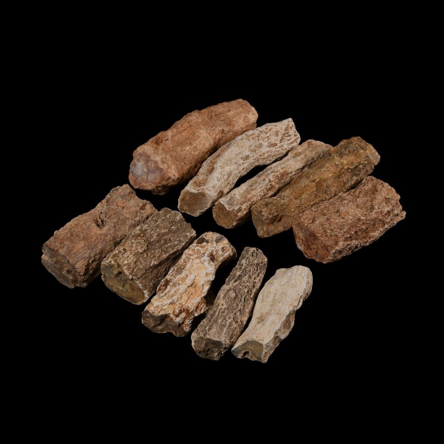 Natural History - Medium Uncut and Polished Fossilised Wood Branch Specimen Group