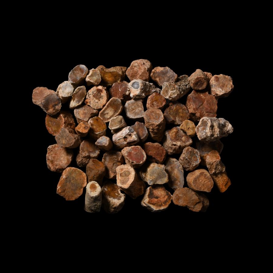 Natural History - Fossil Tree Branch Section Group