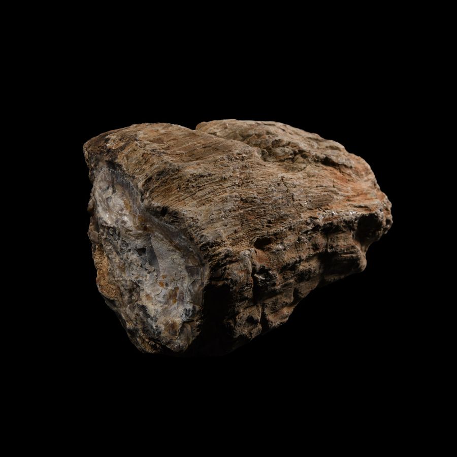 Natural History - Large Fossil Tree Trunk Section