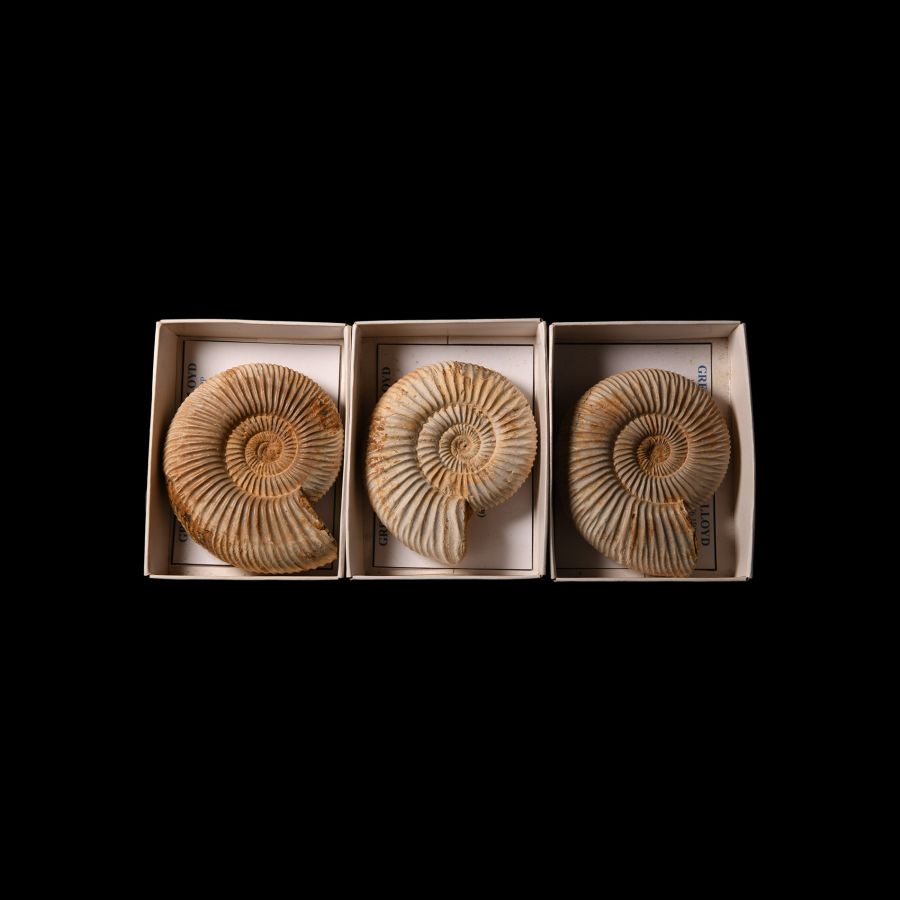 Natural History - Fossil Perisphinctes Ammonite Group