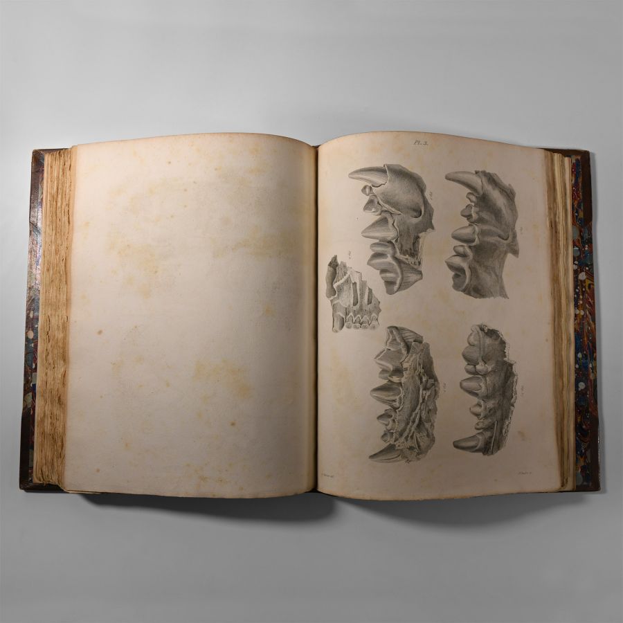 Natural History Books - Buckland - Reliquae Diluvianae