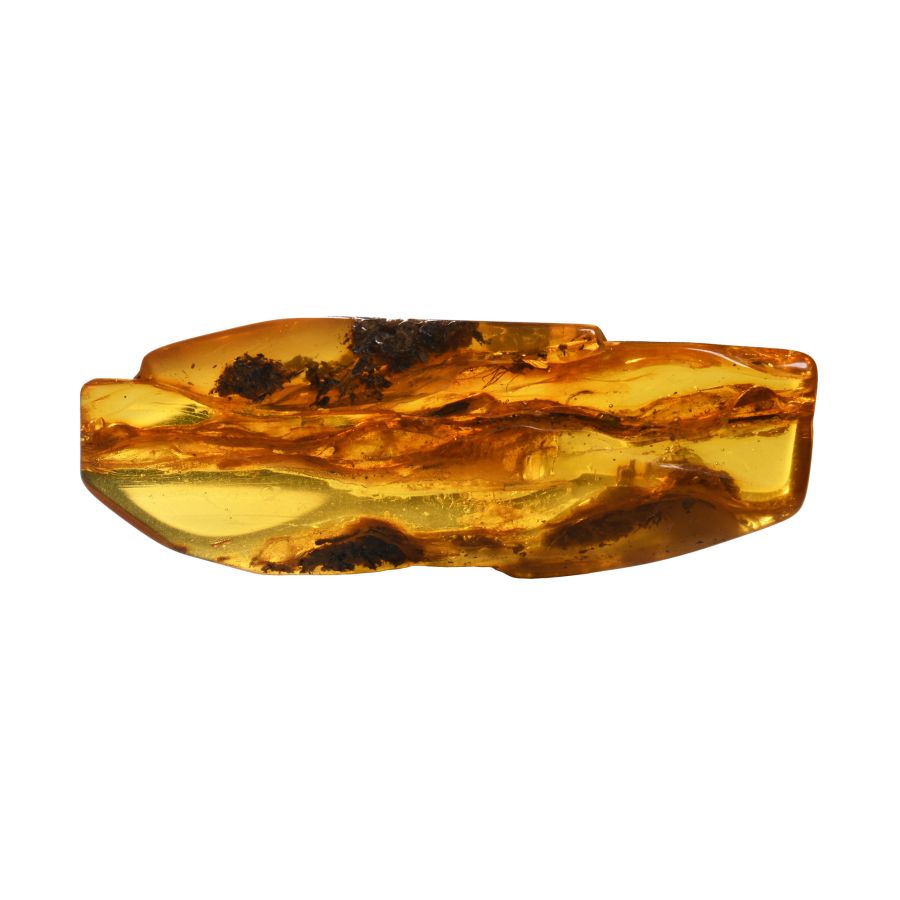 Natural History - Polished Baltic Amber with Large Diptera Fly