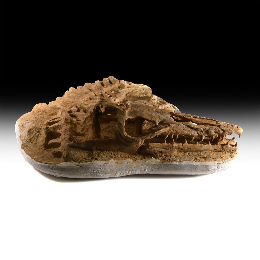 Natural History - Three-Dimensional Mosasaur Skull with Vertebrae