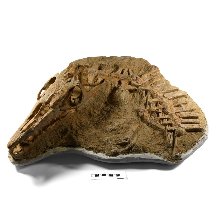 Natural History - Three-Dimensional Mosasaur Skull with Vertebrae
