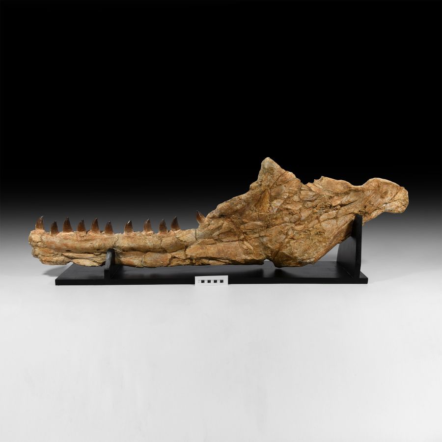 Natural History - Large Mosasaur Fossil Jaw on Stand