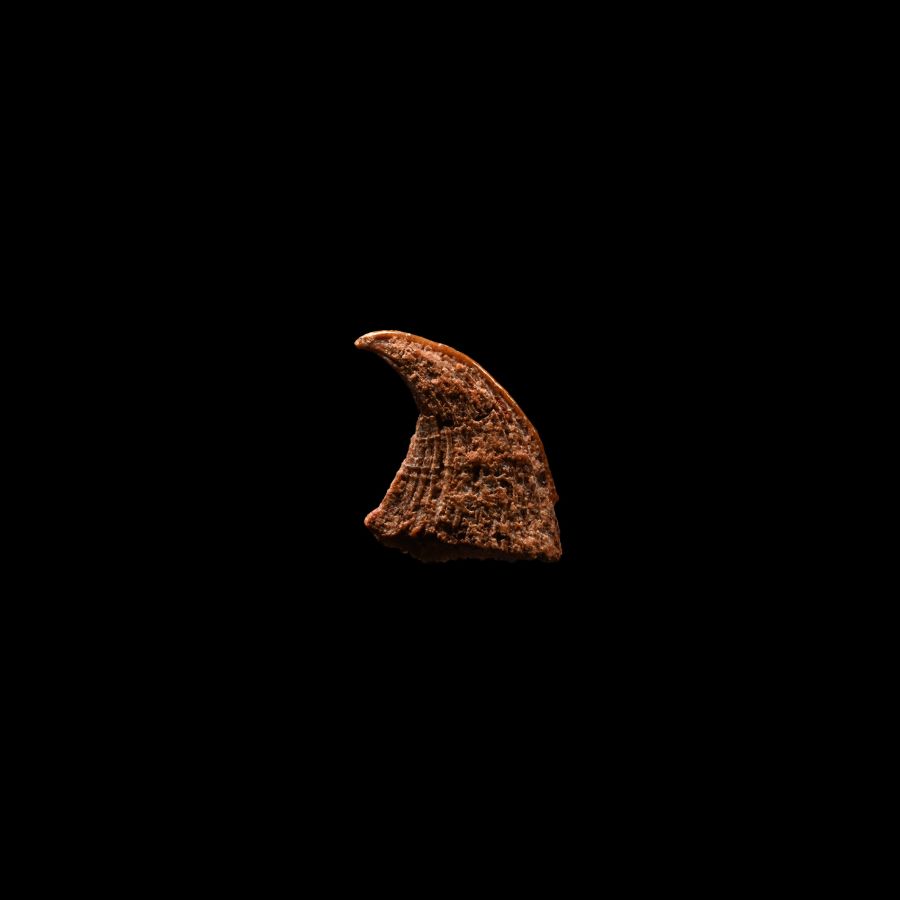 Natural History - Fossil Raptor Dinosaur Claw