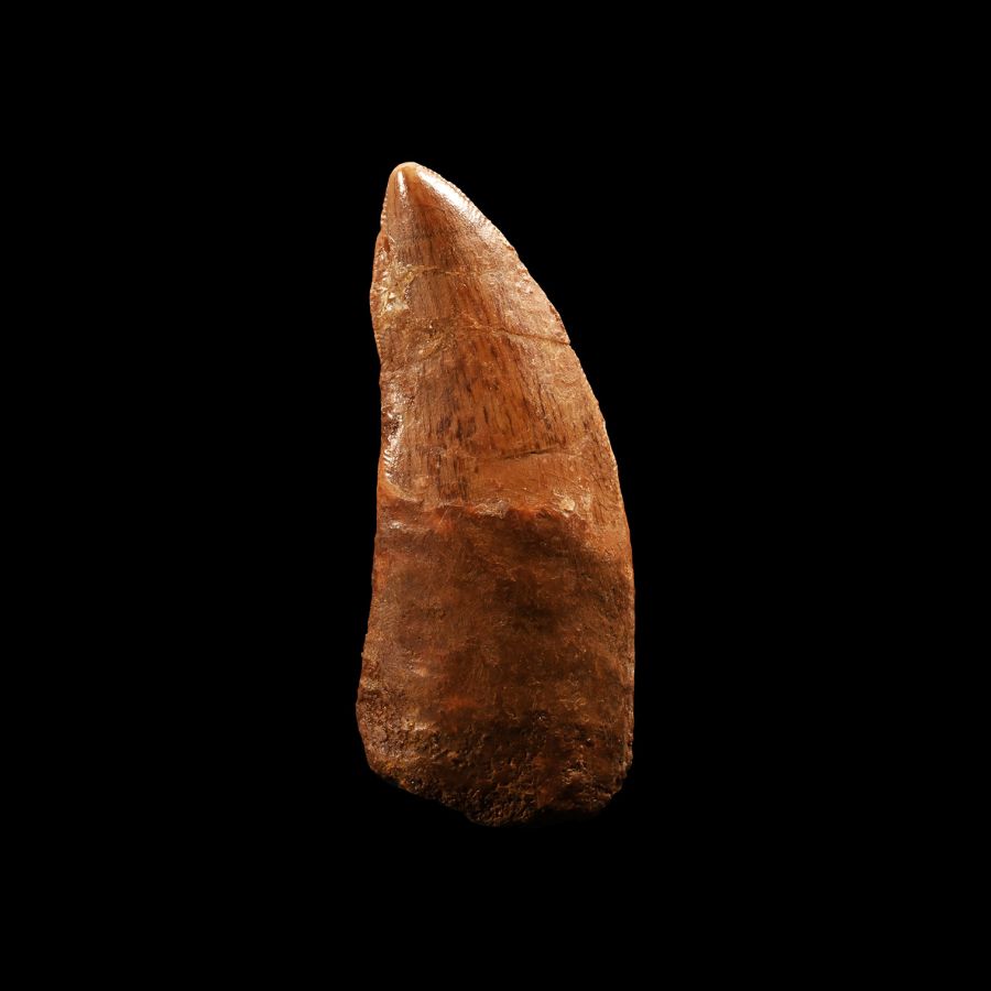 Natural History - Fossil African 'T-Rex' Dinosaur Tooth
