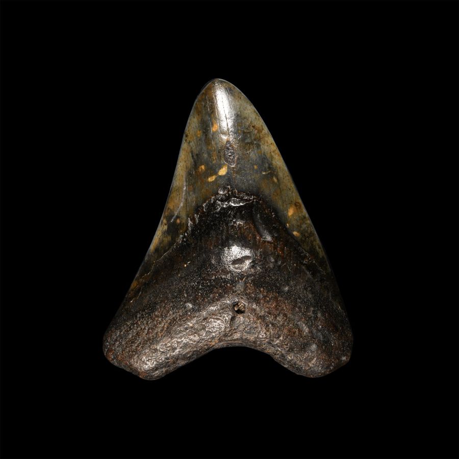 Natural History - Megalodon Giant Shark Fossil Tooth