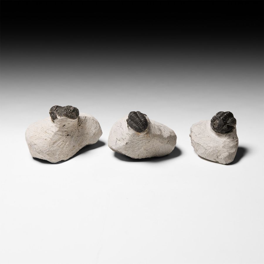 Natural History - Barrandei Fossil Trilobite Group