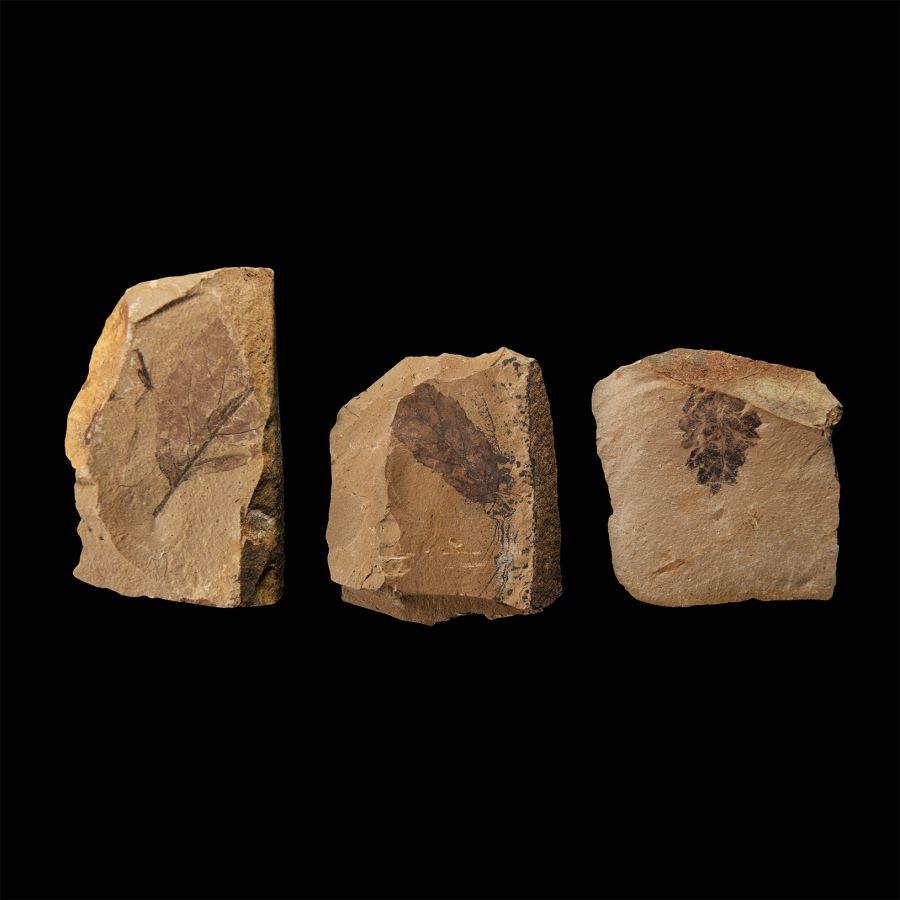 Natural History - Fossil Leaf Group