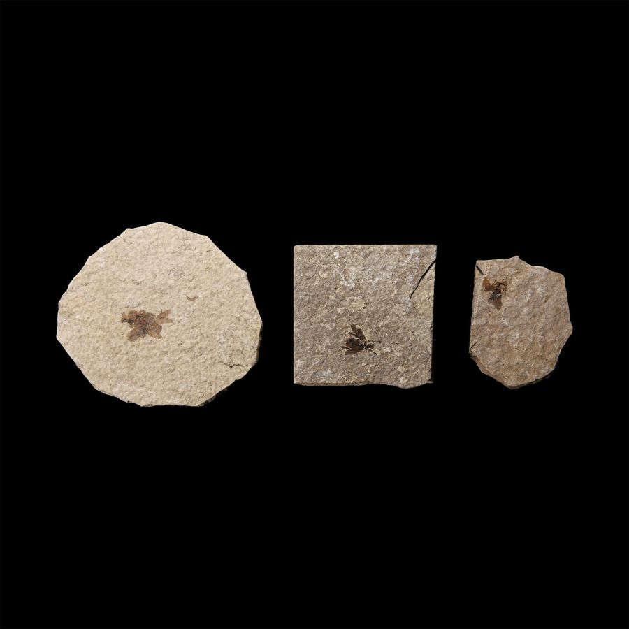 Natural History - Fossil Fly Group