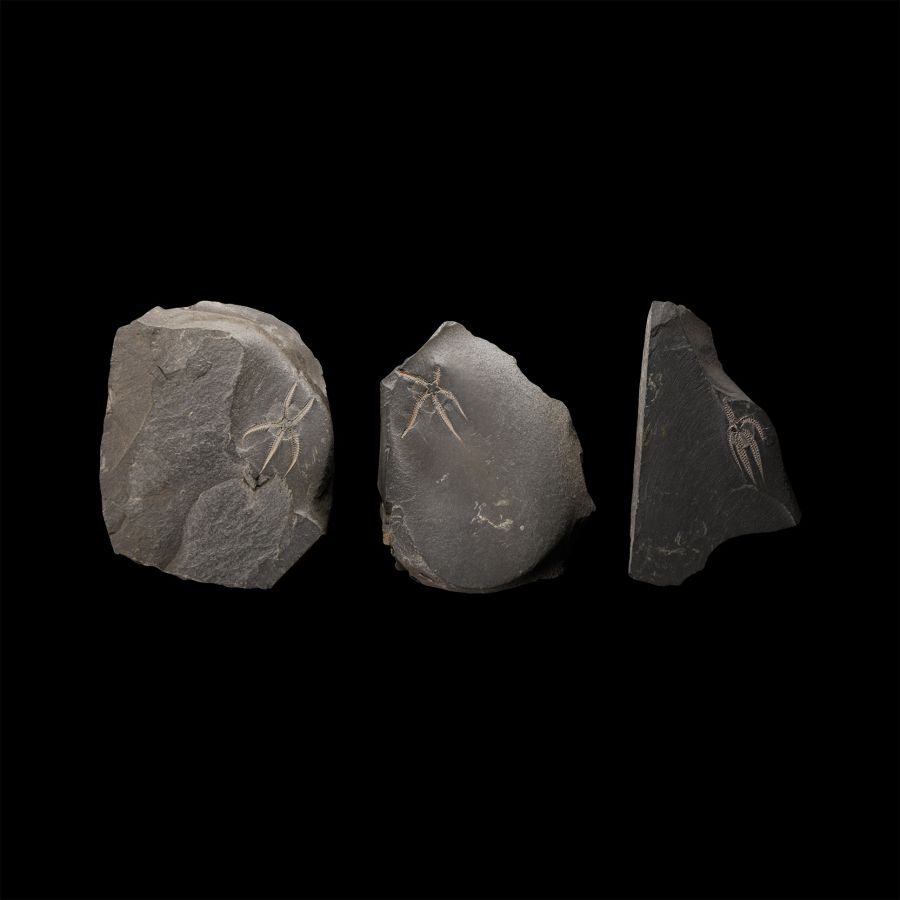 Natural History - Fossil Brittle Star Group