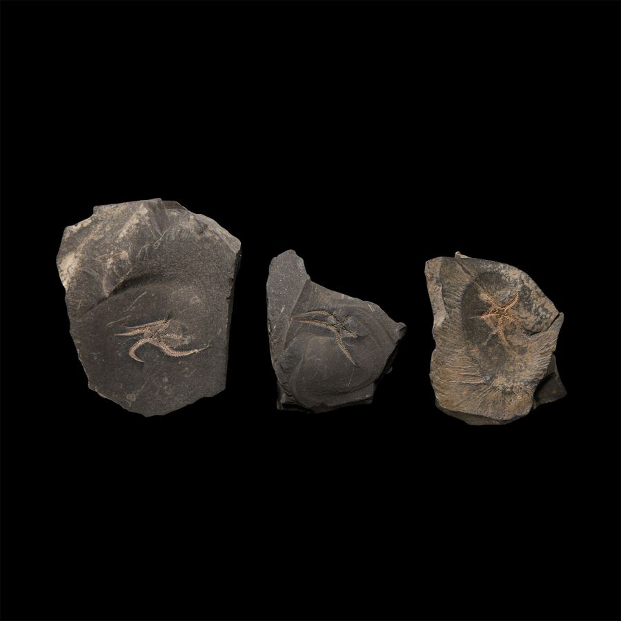 Natural History - Fossil Brittle Star Group