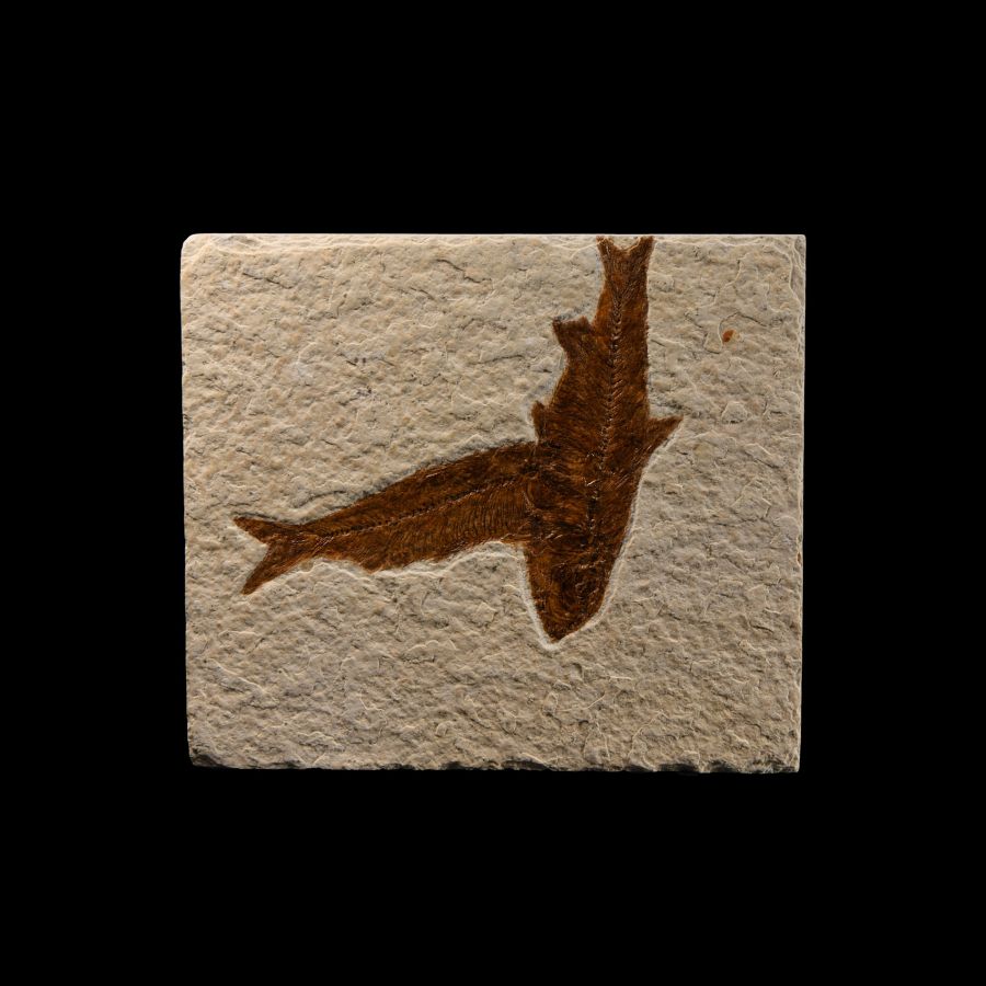 Natural History - Knightia Fossil Fish