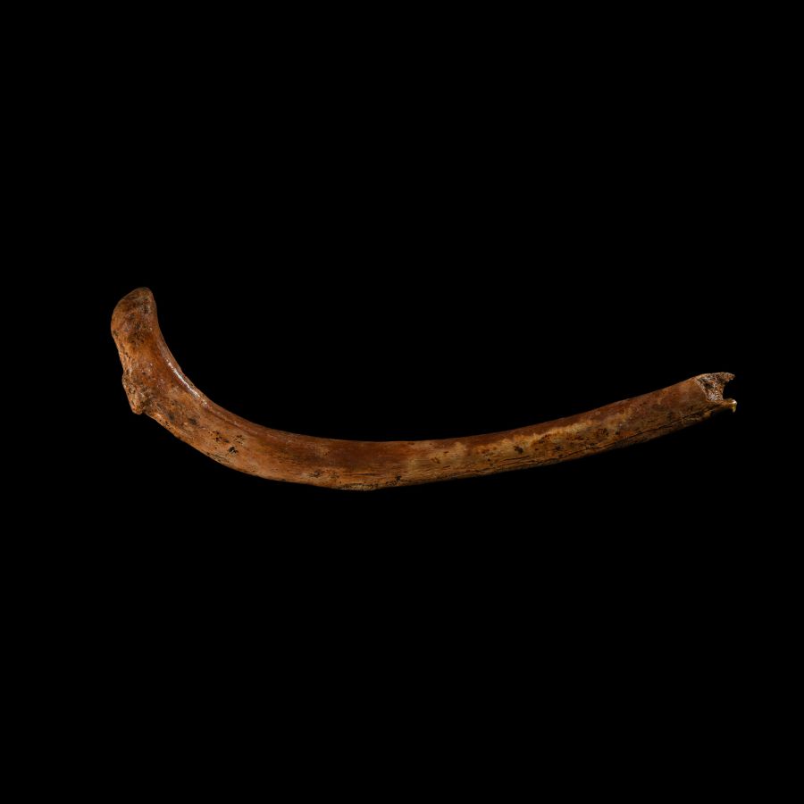 Natural History - Fossil Cave Bear Rib Bone