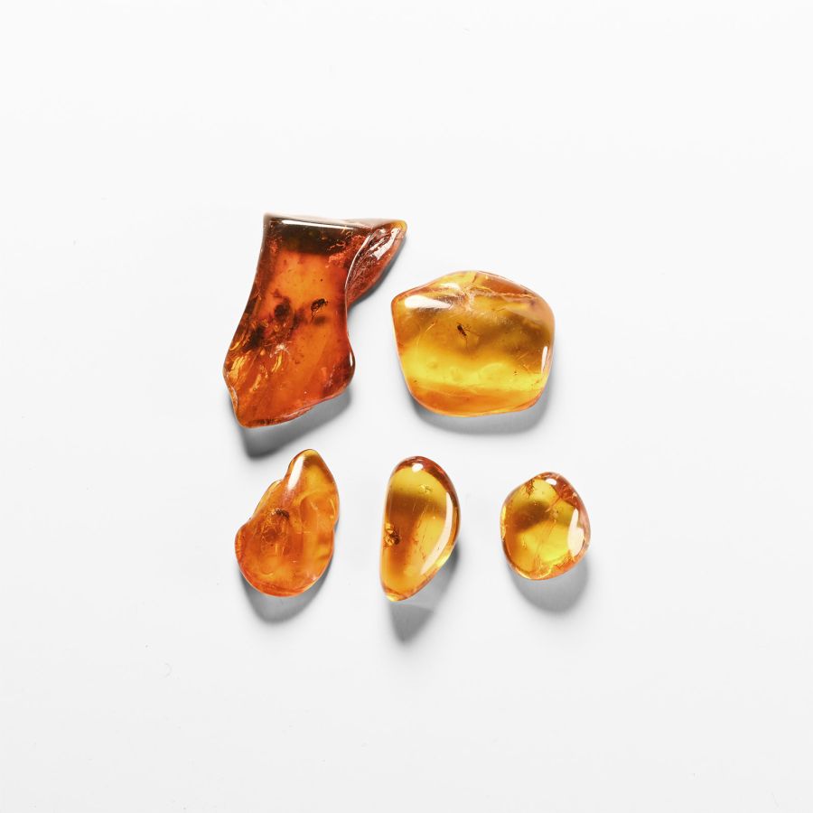 Natural History - Insects in Baltic Amber Group