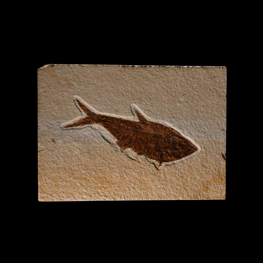 Natural History - Fossil Diplomystus Fish