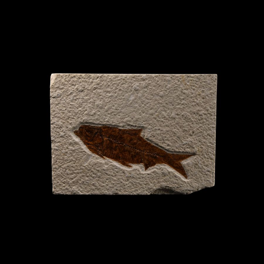 Natural History - Knightia Fossil Fish