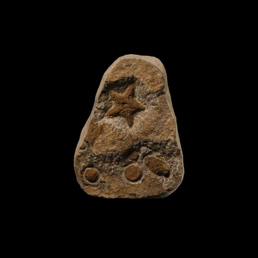 Natural History - Fossil Starfish and Edrioasteroids