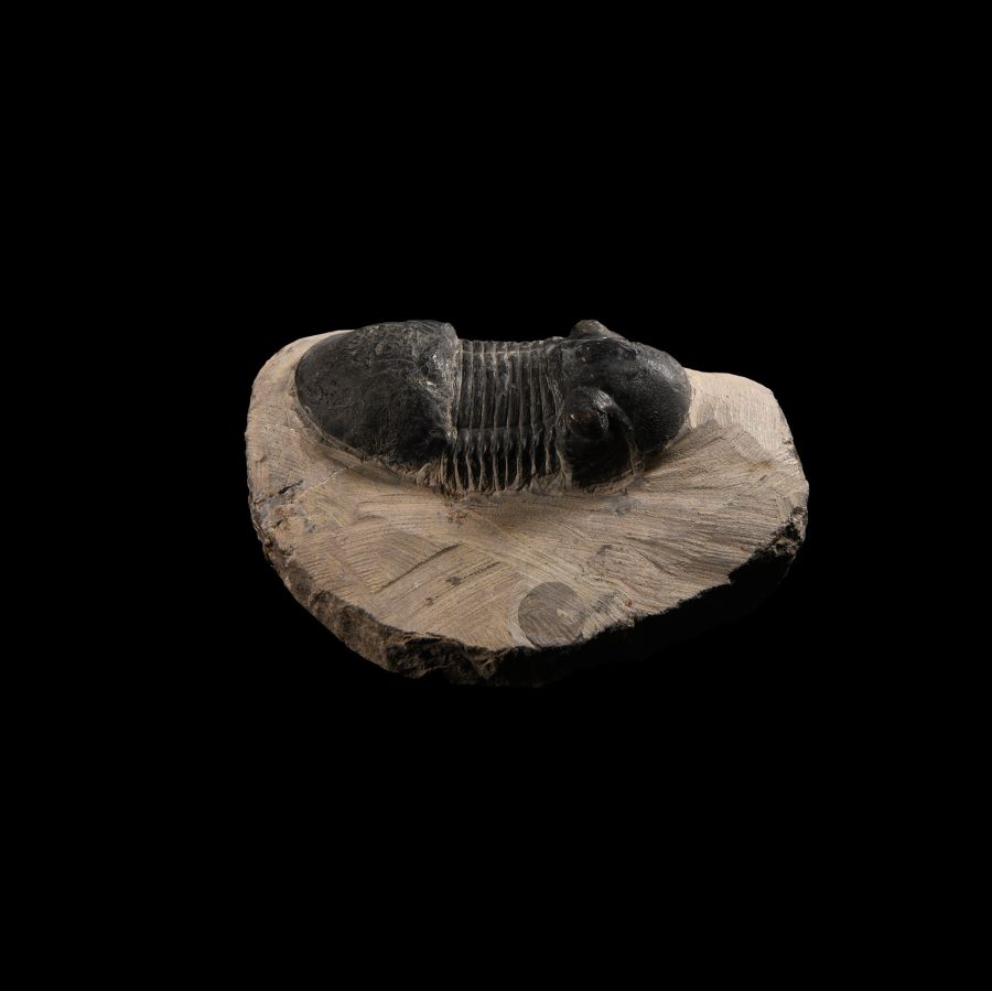 Natural History - Rehamnanus Fossil Trilobite