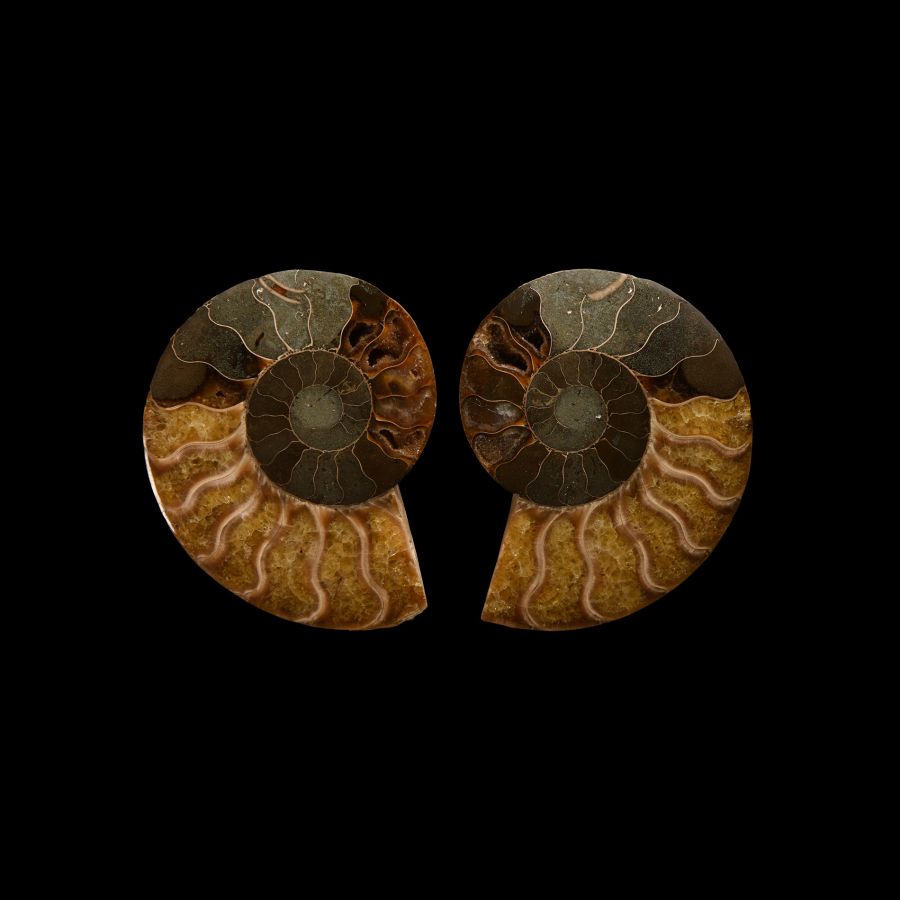 Natural History - Cut and Polished Fossil Cleoniceras Ammonite