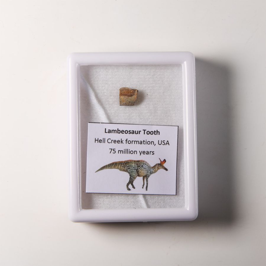 Natural History - Lambeosaurus Hadrosaurid Dinosaur Fossil Tooth