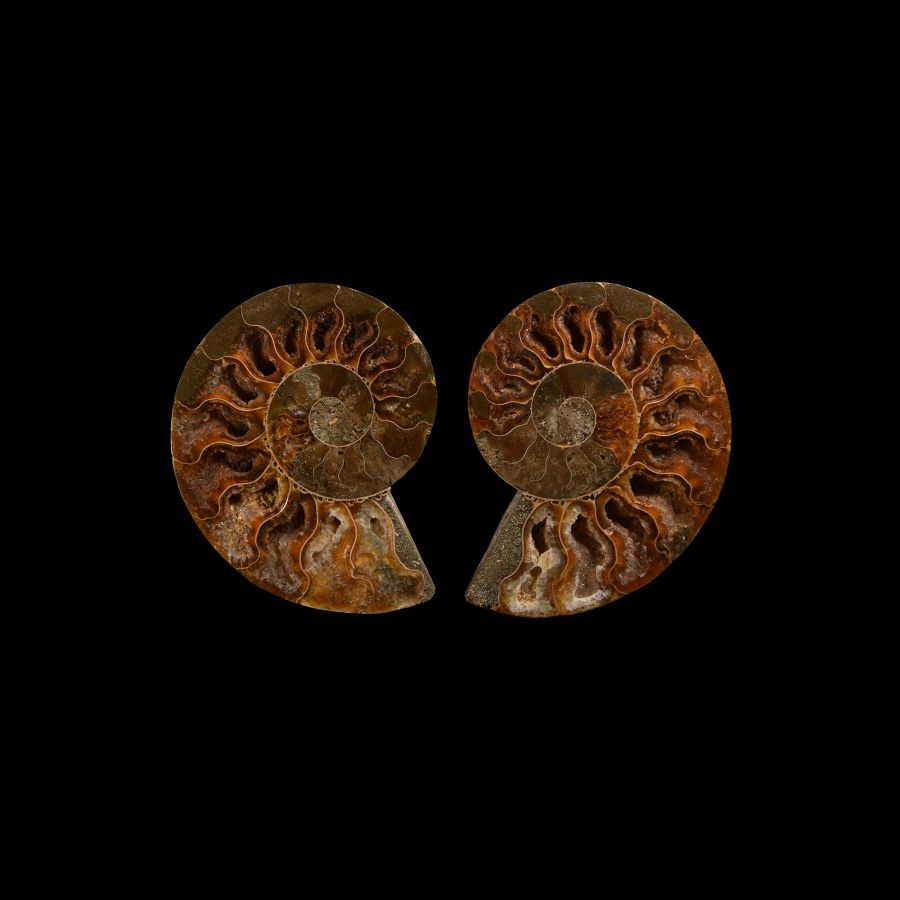 Natural History - Cut and Polished Fossil Ammonite