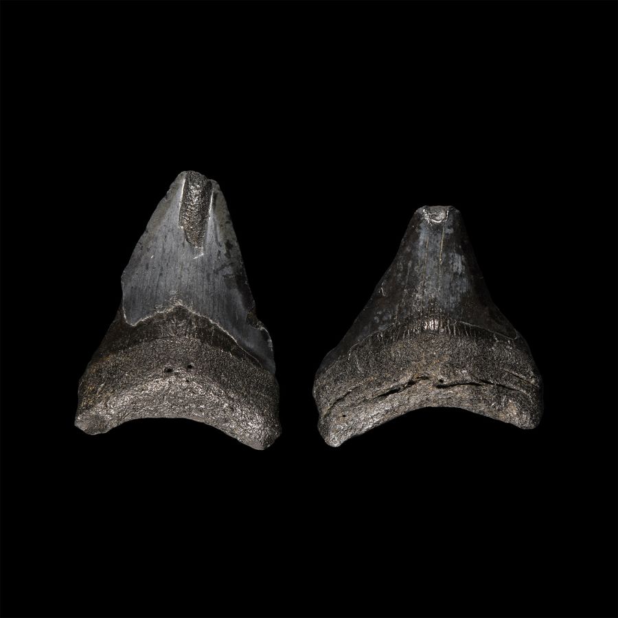 Natural History - Juvenile Megalodon Giant Shark Fossil Tooth Group