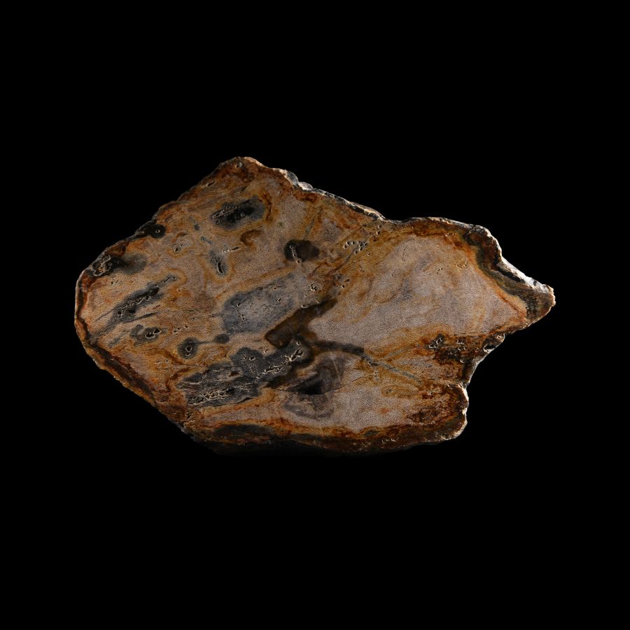 Natural History - Fossil Wood Slice