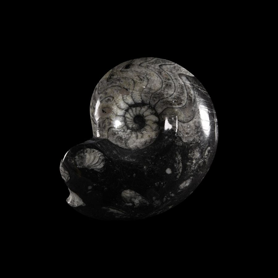 Natural History - Sporadoceras Fossil Goniatite