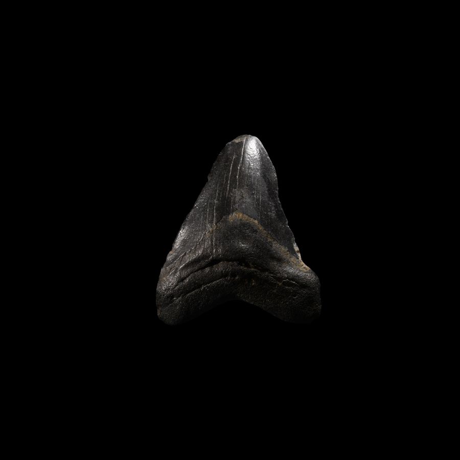 Natural History - Megalodon Giant Shark Fossil Tooth