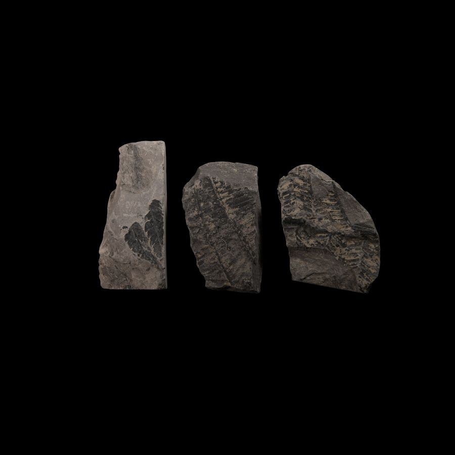 Natural History - British Fossil Fern Group