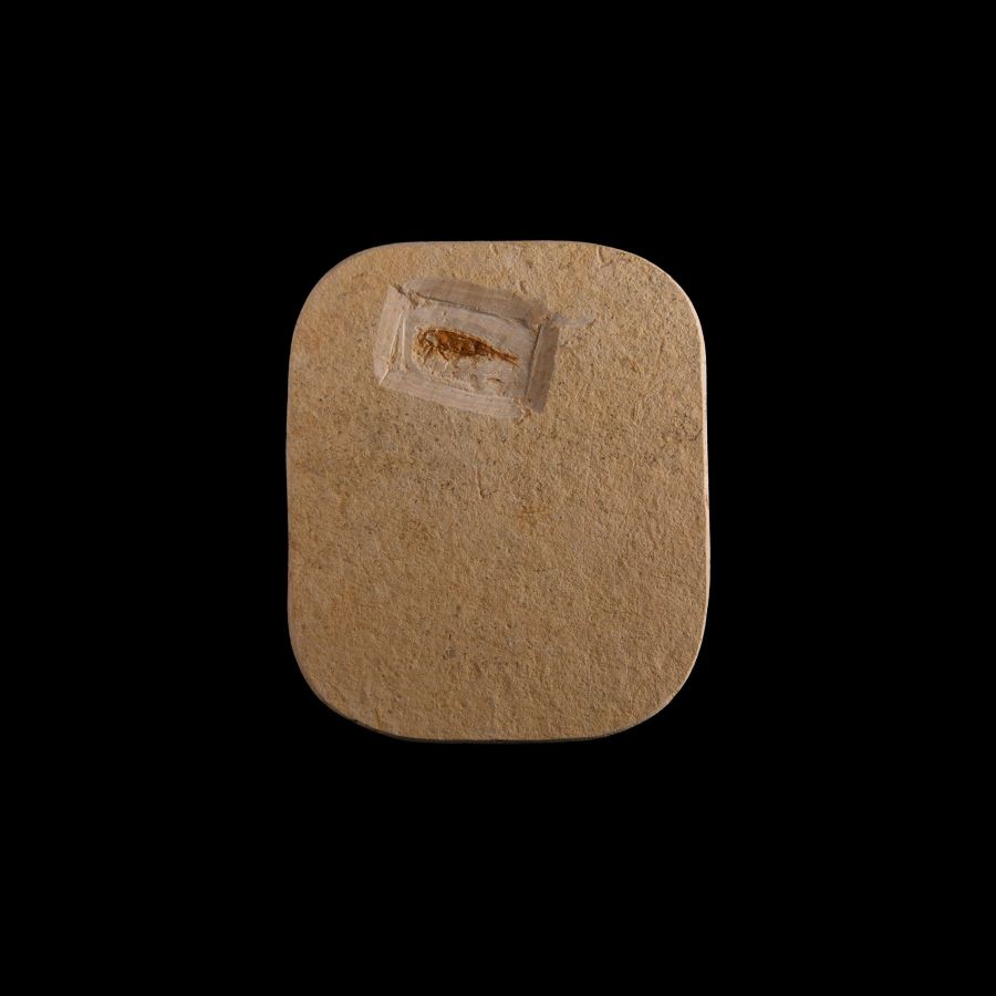 Natural History - Fossil Lacewing