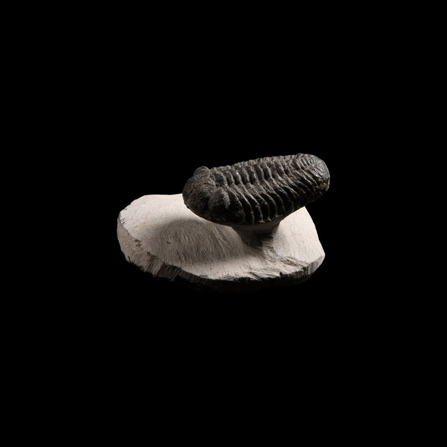 Natural History - Phacops Fossil Trilobite