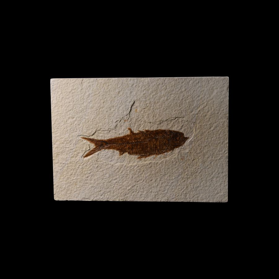 Natural History - Knightia Fossil Fish