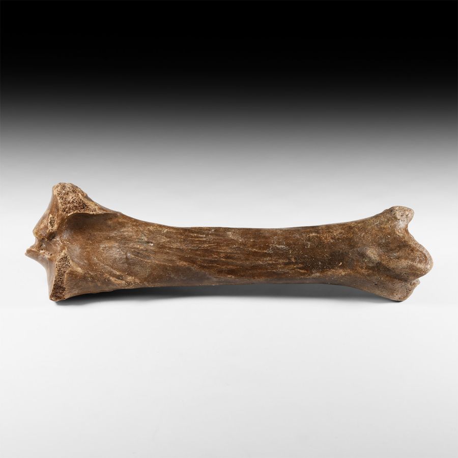 Natural History - Woolly Rhinoceros Fossil Leg Bone