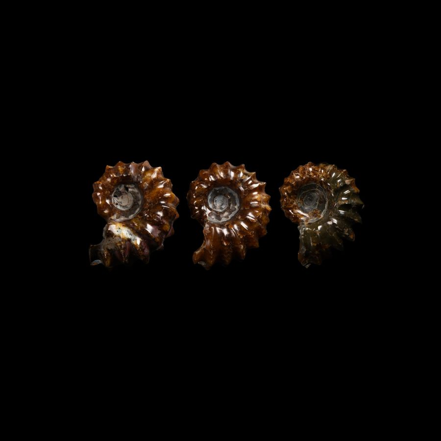 Natural History - Polished Douvilleiceras Fossil Ammonite Group